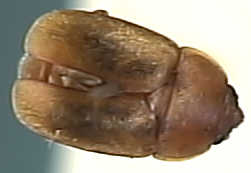 Epuraea aestiva